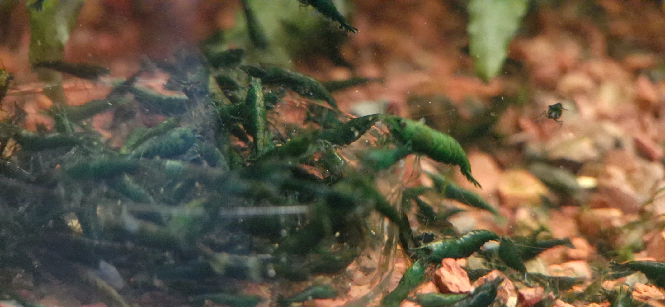 Dark Green Jade Breeder Colony