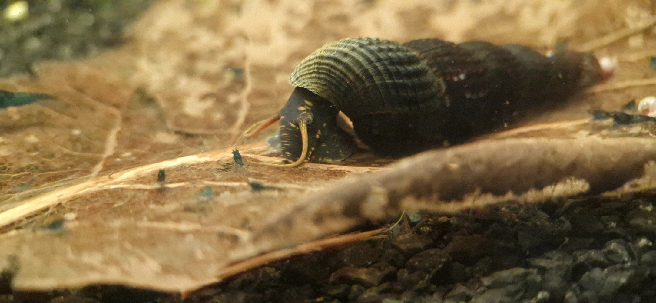 Tylomelania sp. - Yellow Spot (Young)