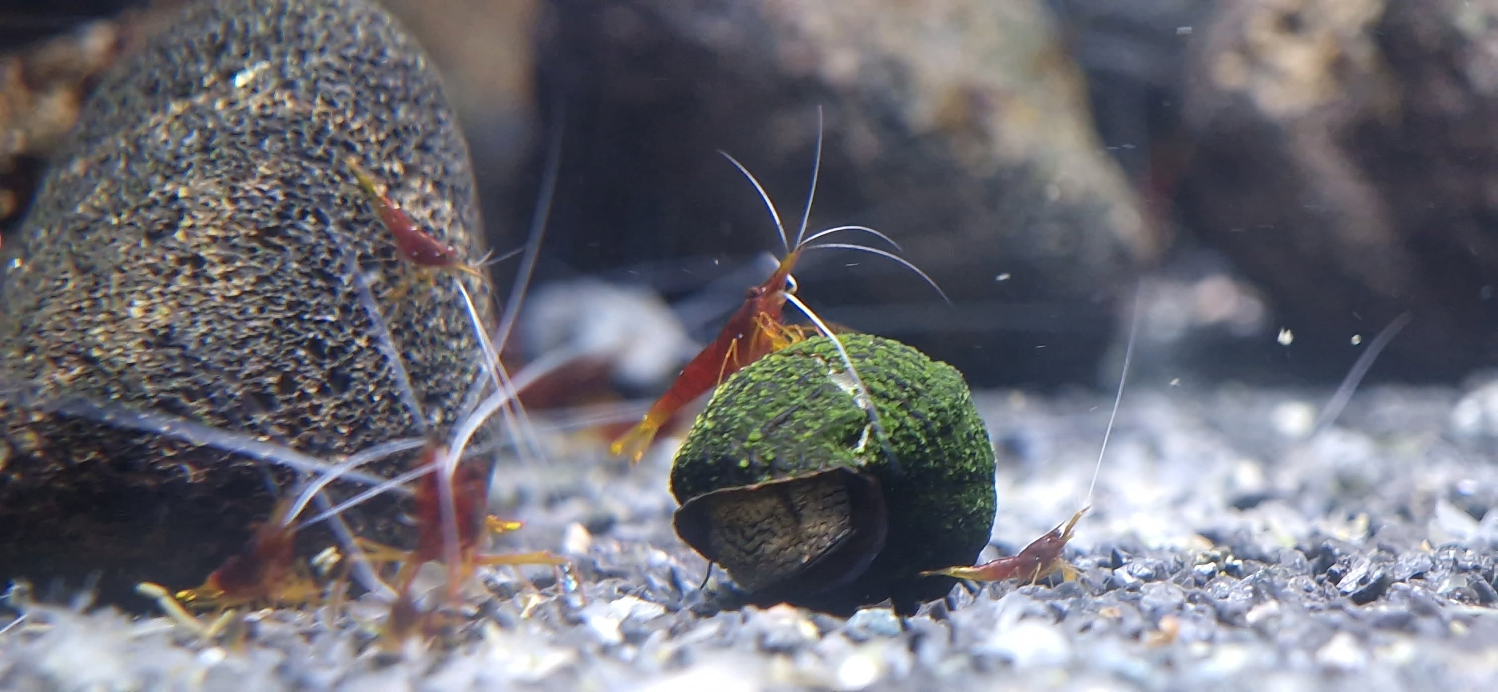 Caridina spinata - Sulawesi Yellow Nose