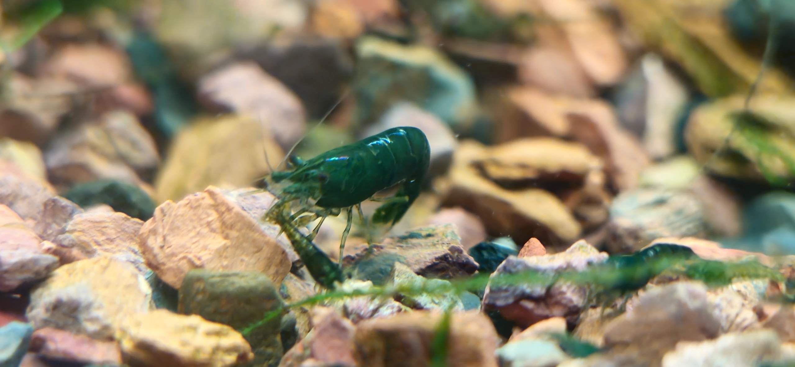 Dark Green Jade