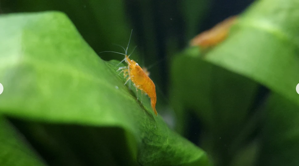 Orange Sakura White Eye Starter Colony