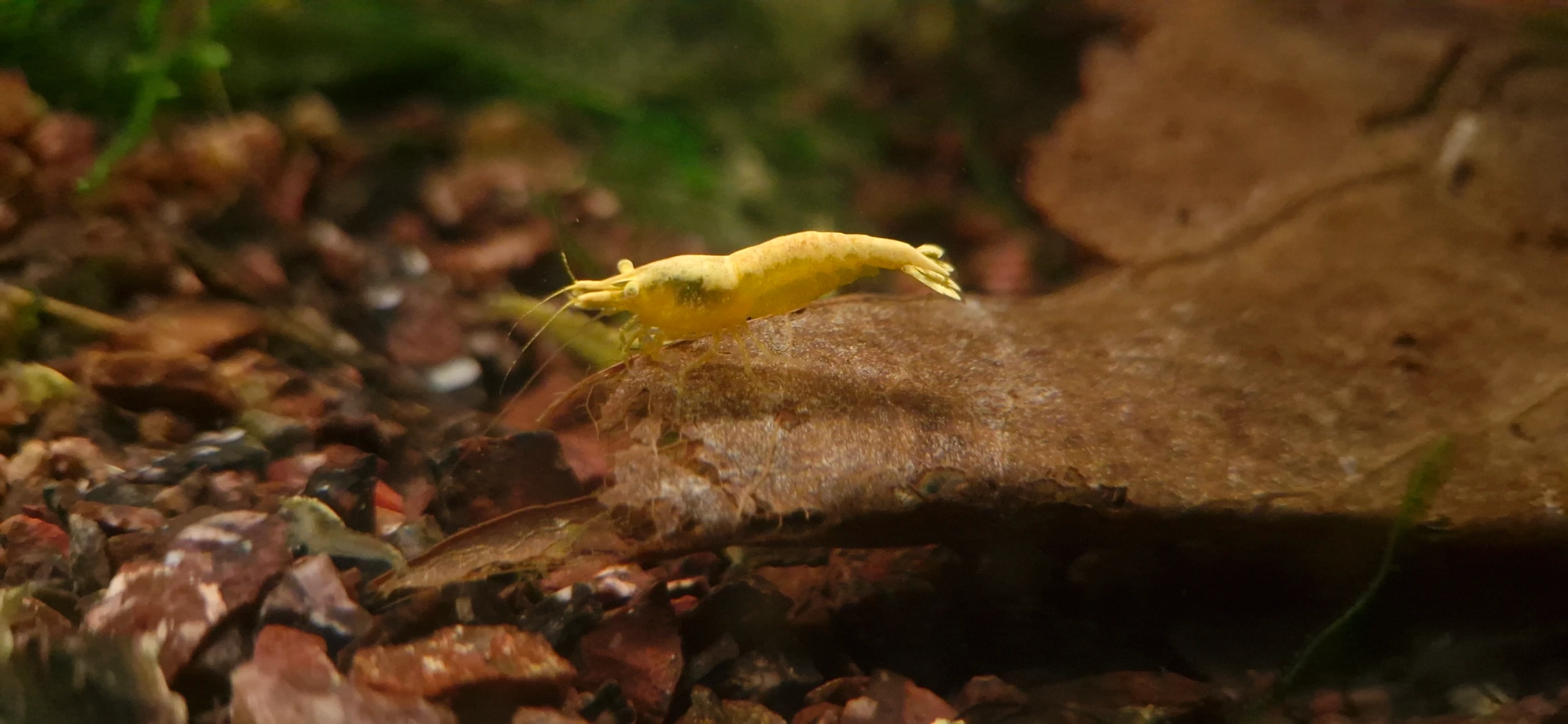Yellow Neon Yellow Eyes Variant