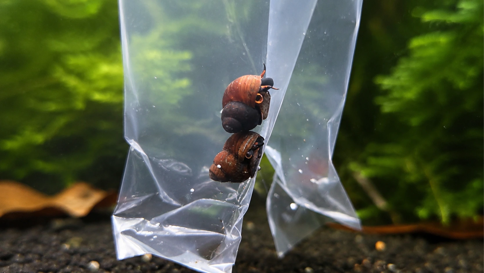 Blue Berry Snail - Viviparus sp.