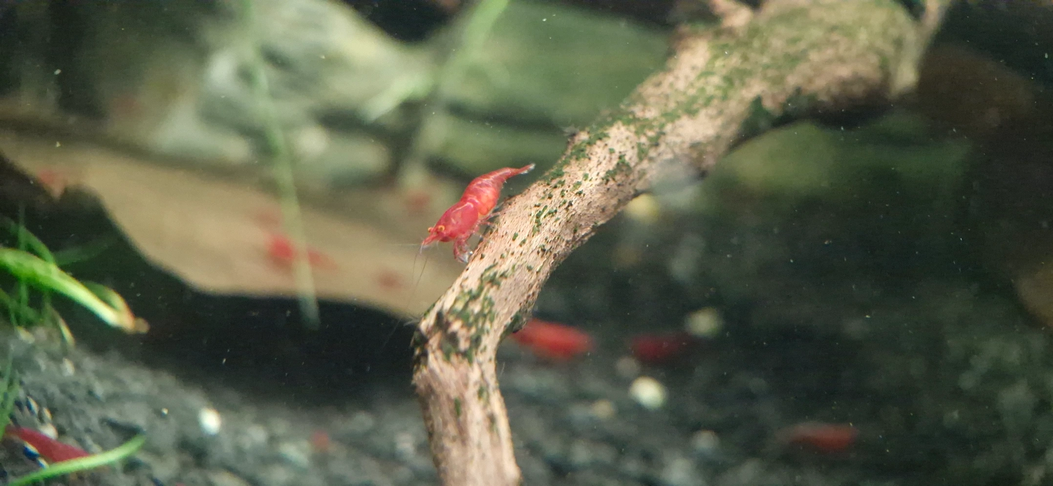Bloody Mary OE Starter Colony