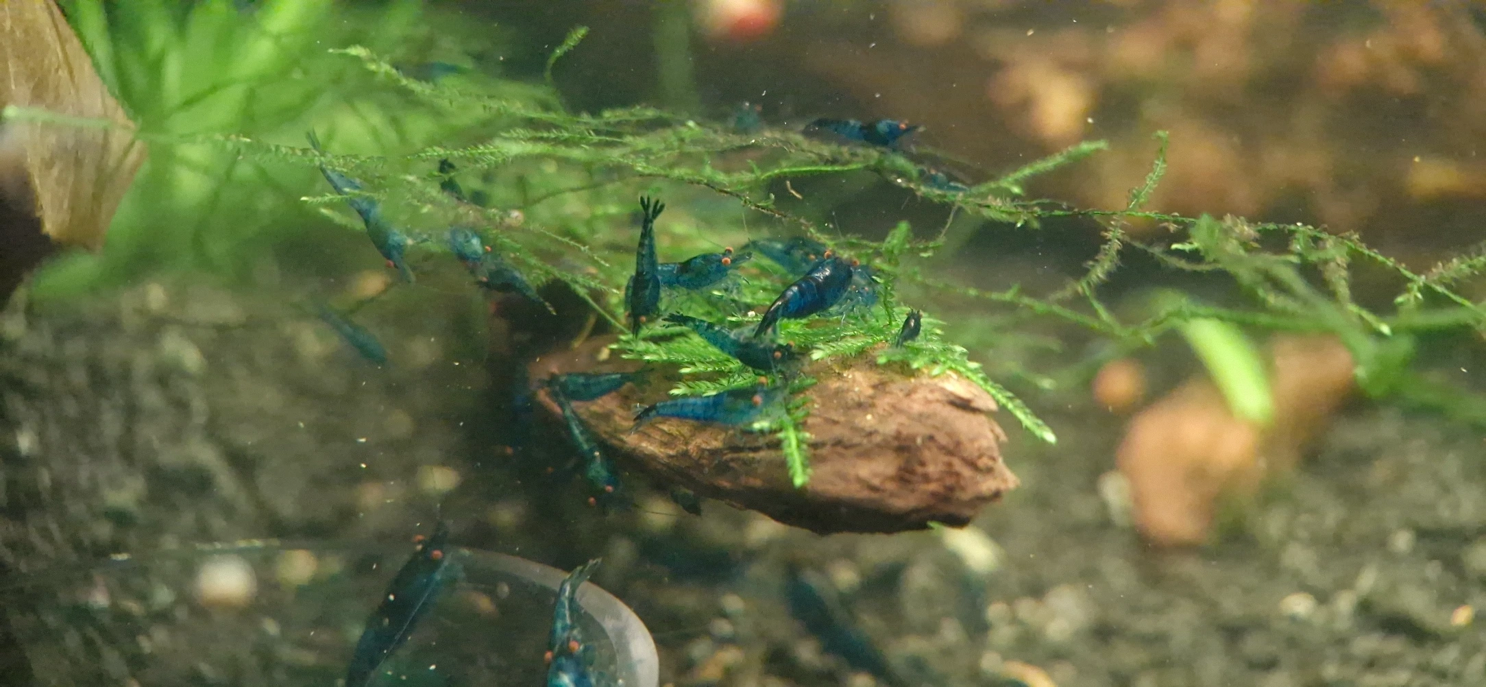 Blue Dream Orange Eyes Starter Colony