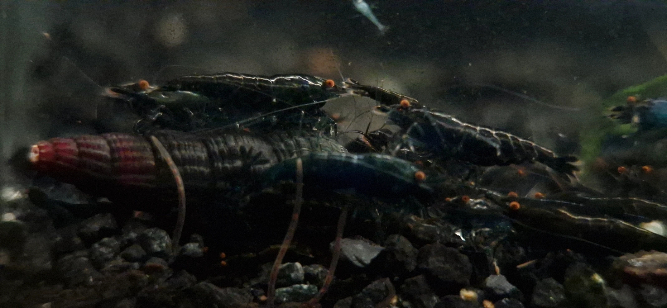Obsidian Black OE Starter Colony