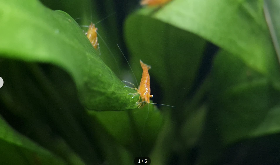 Orange Sakura White Eyes  Variant