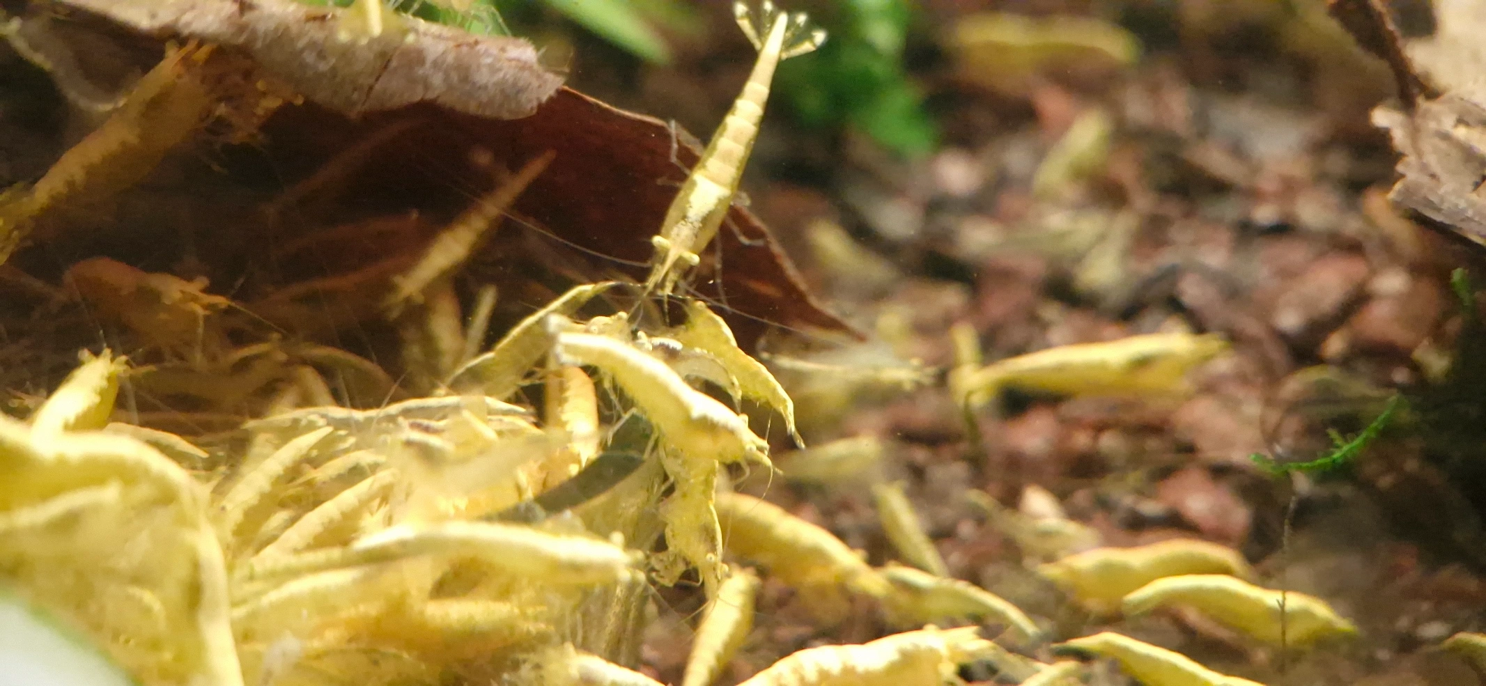 Yellow Neon Yellow Eyes Starter Colony