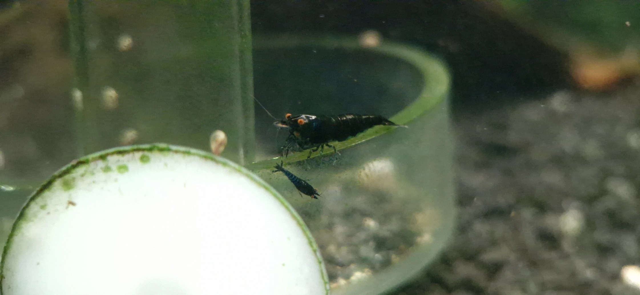 Obsidian Black Orange Eyes Variant 
